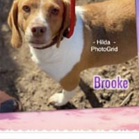 beagle brooke