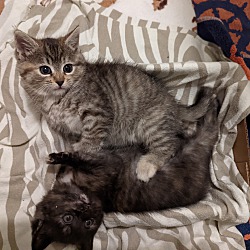 Thumbnail photo of Penny & Peppa (CH kitten*) #2