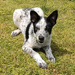 Photo of Spot