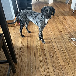 Photo of Pepper