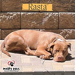 Photo of Rasta (Courtesy Post)
