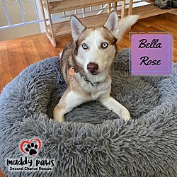 Photo of Bella Rose (Courtesy Post)