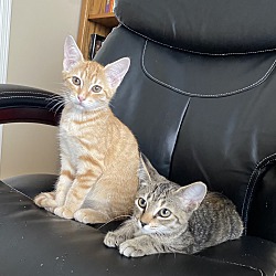 Thumbnail photo of 3 kittens to choose (Deland) #2