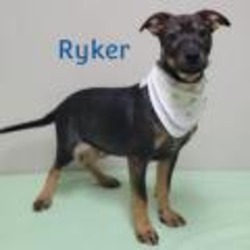 Thumbnail photo of Ryker #2