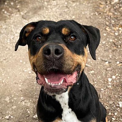 Edgar, WI - Rottweiler/Greater Swiss Mountain Dog. Meet Stella a Pet ...
