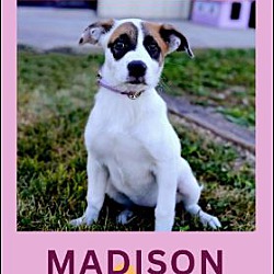 Thumbnail photo of MADISON #2