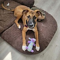 adopt a pet