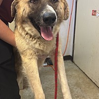 adopt a pet