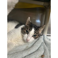 adopt-pet