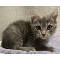 ARAPUCA - Domestic Shorthair available for adoption