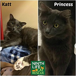 Thumbnail photo of Katt & Princess #2