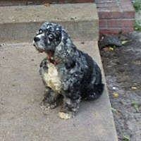 coastal cocker spaniel rescue