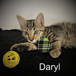 Photo of DARYL