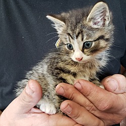Thumbnail photo of "Tiger kitty"- no name #3