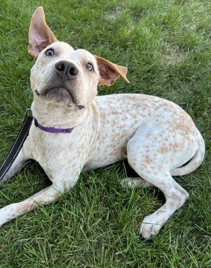 Dog for adoption - Jersey, an Australian Cattle Dog / Blue Heeler in  Peoria, IL