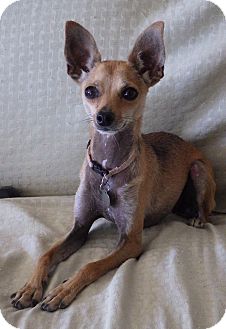 Xolo chihuahua hotsell mix for sale