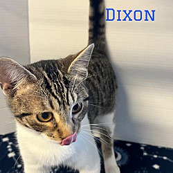 Thumbnail photo of Dixon #3