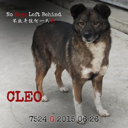 Thumbnail photo of Cleo 2163/7524 #2