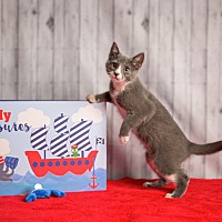 adopt a pet