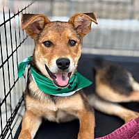 adopt a pet