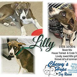 Photo of Lilly