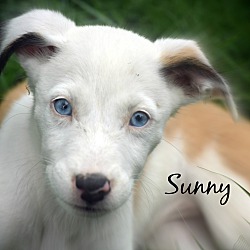 Thumbnail photo of Sunny~adopted! #4