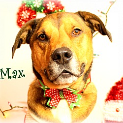Thumbnail photo of Max~adopted! #1