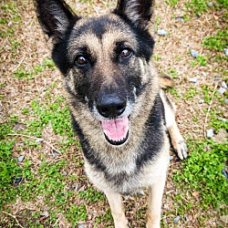 Richmond Hill, GA - German Shepherd Dog. Meet Soho a Pet for Adoption -  