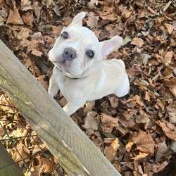 Photo of Jalapeno