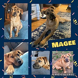 Thumbnail photo of Magee #1