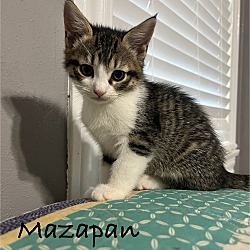 Photo of Mazapan