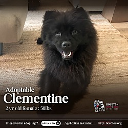 Thumbnail photo of Clementine #1