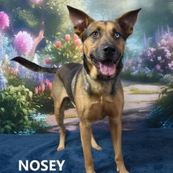 Thumbnail photo of Nosey #2