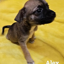 Thumbnail photo of Alex #1