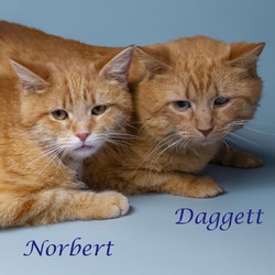 Thumbnail photo of Norbert (C24-002) #1