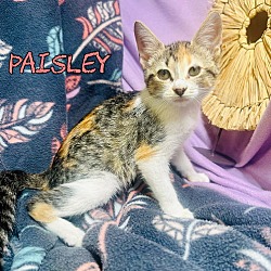 Thumbnail photo of Paisley #1