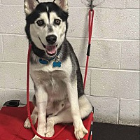 adopt a pet