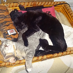 Thumbnail photo of RONRON&JOLIE-Dream Kitties'16 #4