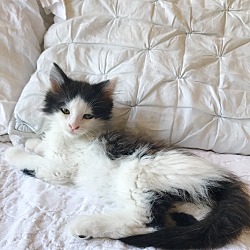 Thumbnail photo of Praline - Polydactyl kitten #2