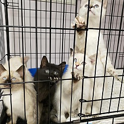 Thumbnail photo of Siamese 6 pack #2