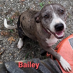 Thumbnail photo of Bailey #3