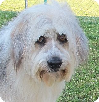 bearded collies for rehoming