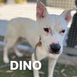 Thumbnail photo of Dino #3