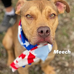 Photo of Meech