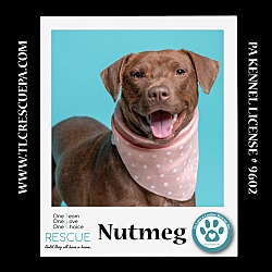 Photo of Nutmeg (Mom to Nutmeg's pups) 012724