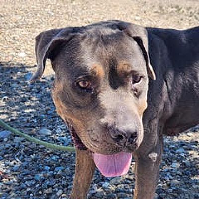 Grand Junction, CO - Rottweiler/Mixed Breed (Medium). Meet Darla a Pet ...