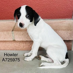 Thumbnail photo of Howler #1