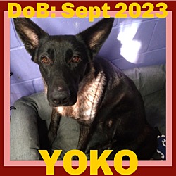 Thumbnail photo of YOKO #1