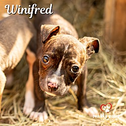 Thumbnail photo of Hocus Pocus Litter: Winifred #3