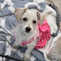 adopt-pet